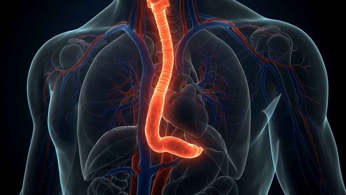 Anatomical visualisation highlighted oesophagous structure