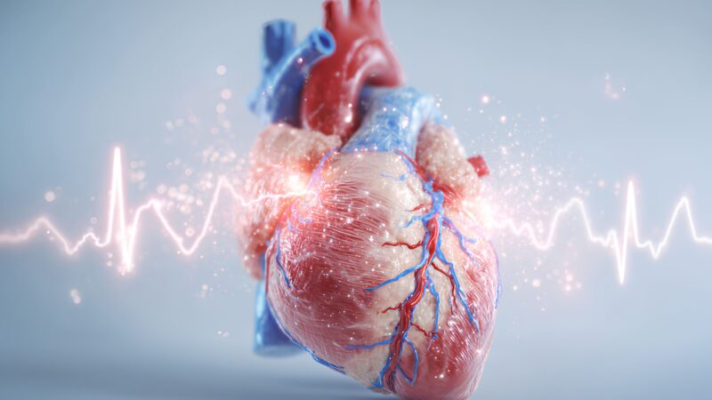 Heart illustration with veins arteries and disrupted rhythm