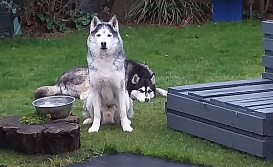 Rescue Dogs - Huskies