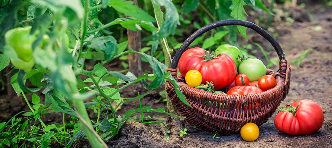 Fresh produce - picking and collecting tomatoes in a basket
