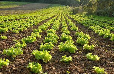 Lettuce Field